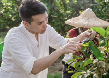 台灣在地超級食物蓮霧好棒棒