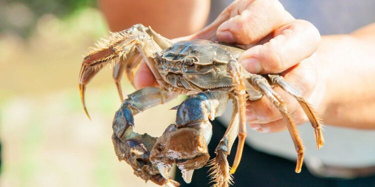 大閘蟹登秋季熱銷第一!鎖定秋日進補 奧丁丁市集推秋季鮮味專區 大閘蟹登秋季熱銷第一!鎖定秋日進補 奧丁丁市集推秋季鮮味專區