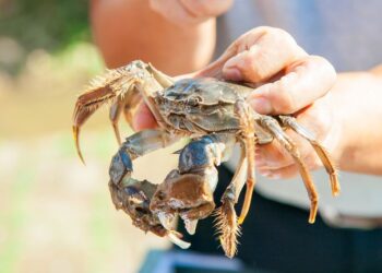 大閘蟹登秋季熱銷第一！鎖定秋日進補  奧丁丁市集推秋季鮮味專區