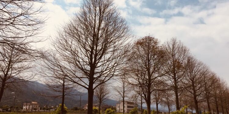 奧丁丁揪你推秋季露營專區  精選七大特色營地  賞落羽松、雲海美景 奧丁丁揪你推秋季露營專區  精選七大特色營地  賞落羽松、雲海美景