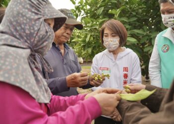 屏東寒害蓮霧落果 周春米上任即赴產區了解