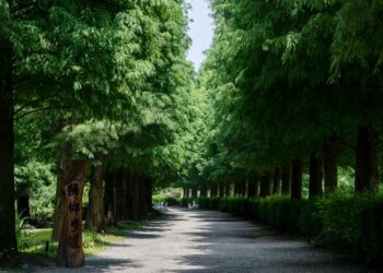 成美落羽松季登場！四女同行免費，單身轉蛋機助脫單