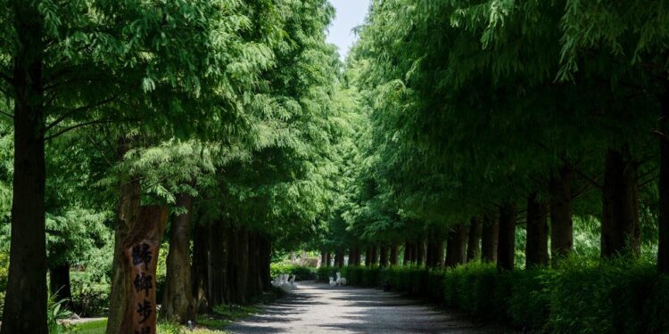 成美落羽松季登場!四女同行免費,單身轉蛋機助脫單 成美落羽松季登場!四女同行免費,單身轉蛋機助脫單