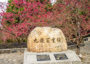 九族櫻花季盛開 進入最佳賞花期 九族櫻花季盛開 進入最佳賞花期