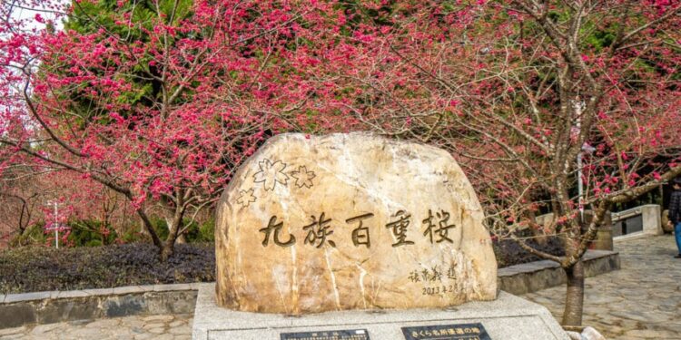 九族櫻花季盛開 進入最佳賞花期 九族櫻花季盛開 進入最佳賞花期