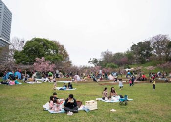新竹公園櫻花季粉色魅力大爆發 單日吸引近4萬遊客瘋賞櫻