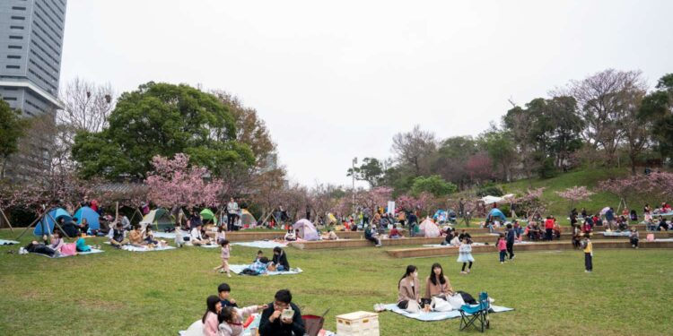 新竹公園櫻花季粉色魅力大爆發 單日吸引近4萬遊客瘋賞櫻