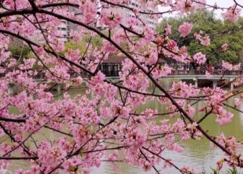 新竹市賞櫻勝地「新竹公園」櫻花白天夜晚持續綻放中