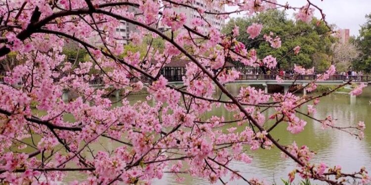 新竹市賞櫻勝地「新竹公園」櫻花白天夜晚持續綻放中 新竹市賞櫻勝地「新竹公園」櫻花白天夜晚持續綻放中