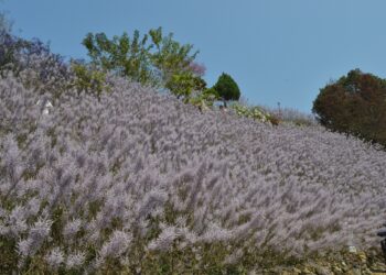 中寮最新的麝香木秘境 瑰蜜甜心玫瑰園