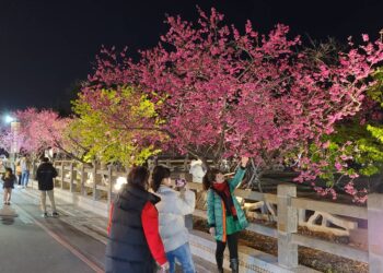 台中后里泰安櫻花漸凋零 把握最後賞花機會