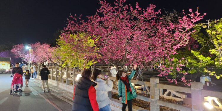 台中后里泰安櫻花漸凋零 把握最後賞花機會