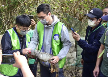 嘉大與嘉縣府合作　培訓全臺首支合法綠鬣蜥移除大隊