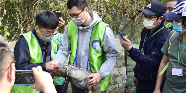 嘉大與嘉縣府合作 培訓全臺首支合法綠鬣蜥移除大隊 嘉大與嘉縣府合作 培訓全臺首支合法綠鬣蜥移除大隊