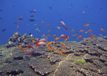 澎湖南方四島水域遊憩管理措施優化 促進人員安全及環境保育