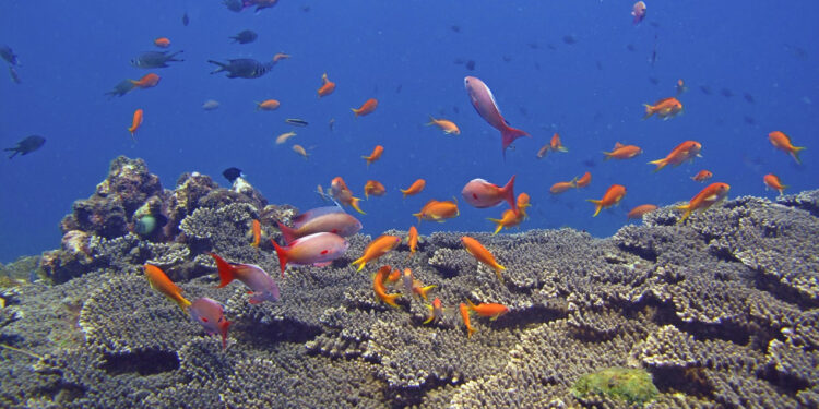 澎湖南方四島水域遊憩管理措施優化 促進人員安全及環境保育 澎湖南方四島水域遊憩管理措施優化 促進人員安全及環境保育