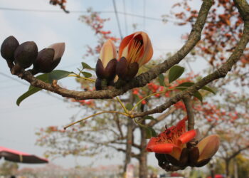 白河萬里長城、林初埤木棉道花季3/1開跑賞花一日遊