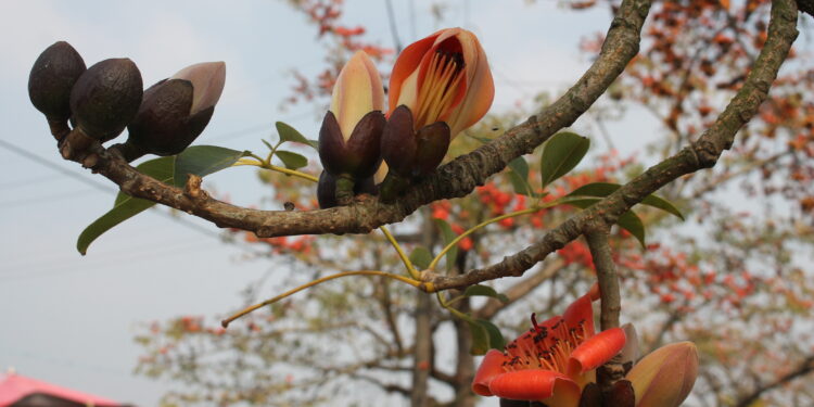 白河萬里長城、林初埤木棉道花季3/1開跑賞花一日遊 白河萬里長城、林初埤木棉道花季3/1開跑賞花一日遊
