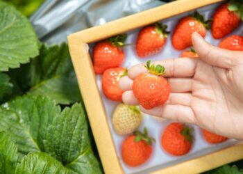 草莓、梅子搜尋熱度飆！奧丁丁市集搶推「好食寵愛節」 享受春天酸甜好滋味