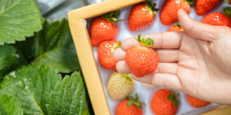 草莓、梅子搜尋熱度飆!奧丁丁市集搶推「好食寵愛節」 享受春天酸甜好滋味 草莓、梅子搜尋熱度飆!奧丁丁市集搶推「好食寵愛節」 享受春天酸甜好滋味