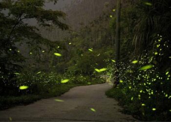 五一勞動節穿戲服逛老街 參觀拍片場景再到南寮賞螢去