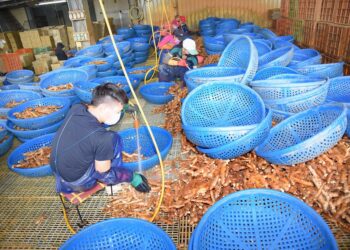 南投老薑首航荷蘭 32噸敲開歐洲市場