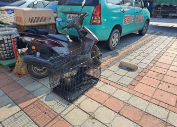 照生會貓狗119南投分會　救援南投縣仁愛鄉公所附近受傷的小黑