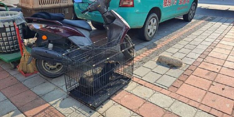 照生會貓狗119南投分會 救援南投縣仁愛鄉公所附近受傷的小黑 照生會貓狗119南投分會 救援南投縣仁愛鄉公所附近受傷的小黑