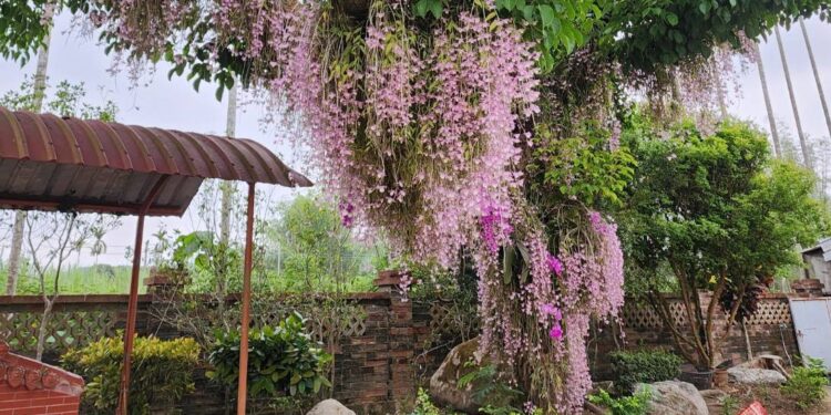 白河萬里長城看牛車來去拍片場景 順遊佳鄉石滬 白河萬里長城看牛車來去拍片場景 順遊佳鄉石滬