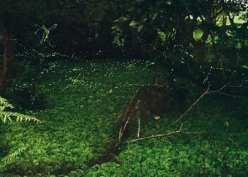 天文活動「銀河．螢河」獲好評 馬太鞍續推濕地天文親子活動