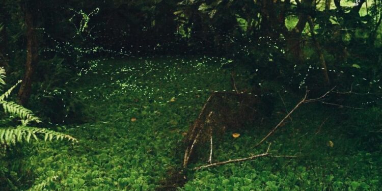 天文活動「銀河．螢河」獲好評 馬太鞍續推濕地天文親子活動