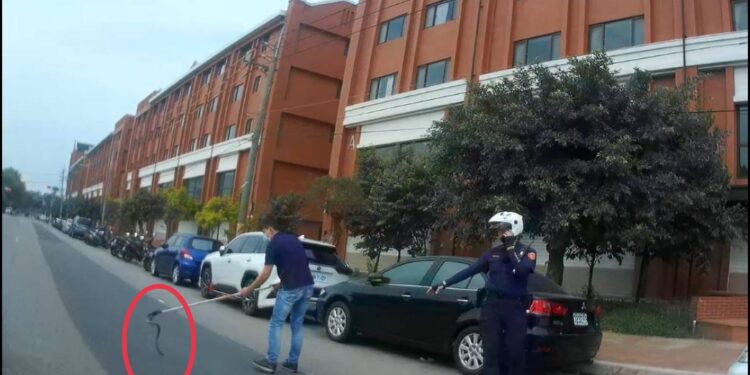 毒眼鏡蛇蜷曲工業區路中 中六警緊急排除不速之客 毒眼鏡蛇蜷曲工業區路中 中六警緊急排除不速之客