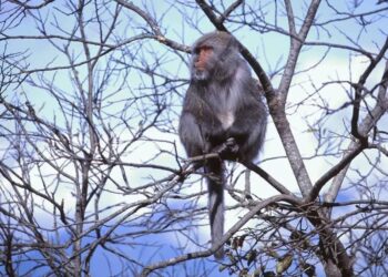 獼猴市區逛大街 花蓮縣政府籲請民眾勿餵食騷擾