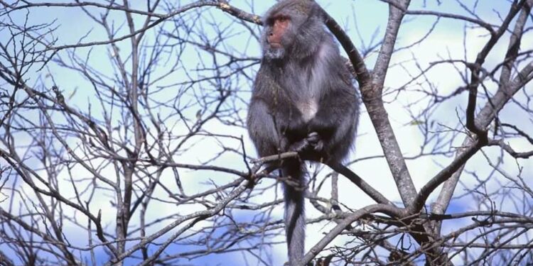 獼猴市區逛大街 花蓮縣政府籲請民眾勿餵食騷擾