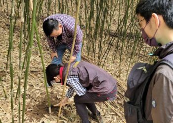 花蓮縣政府爭取農委會公告光復鄉箭筍現金救助 受理期限至5/11止