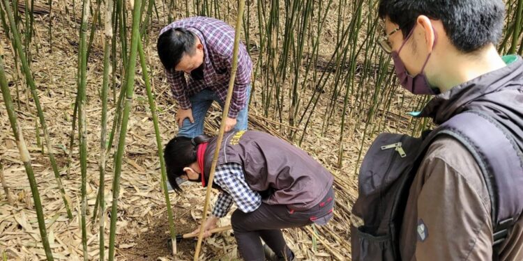 花蓮縣政府爭取農委會公告光復鄉箭筍現金救助 受理期限至5/11止