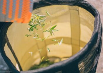 茶香、花香、咖啡香 到23.5度細細品味絕美星空及花蓮香