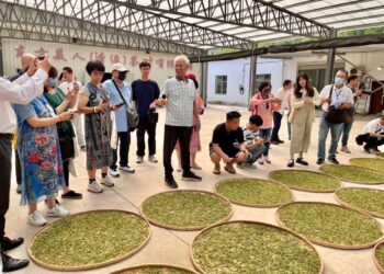 小三通系列旅遊報導  福建清流 東方美人茶葉有限公司