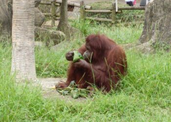 水樂園開幕首周湧入大量人潮!「超凶比基尼」免費暢玩殺很大