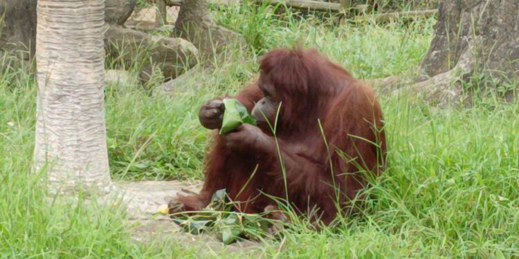 水樂園開幕首周湧入大量人潮!「超凶比基尼」免費暢玩殺很大