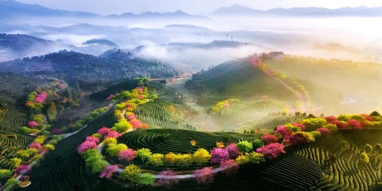 龍岩永福櫻花茶園 催生美麗台海經濟 龍岩永福櫻花茶園 催生美麗台海經濟