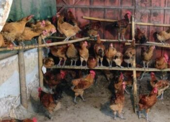 叫伊第一名》農副產物利用 -「酒粕雞」之誕生