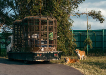 莊福文教基金會攜手合作 廣邀知名學者分享探究生物多樣性  動物保育教育營