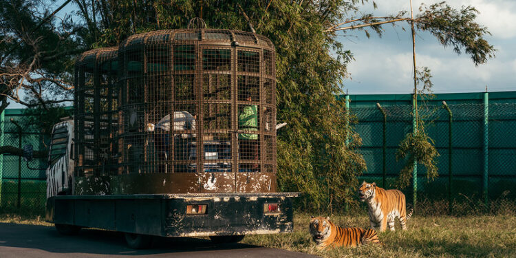 莊福文教基金會攜手合作 廣邀知名學者分享探究生物多樣性 動物保育教育營 莊福文教基金會攜手合作 廣邀知名學者分享探究生物多樣性 動物保育教育營