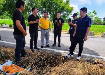 中區硬質玉米豪雨潮濕發芽 張峻關心受災農民會勘協調後 農業天然災害救助啟動