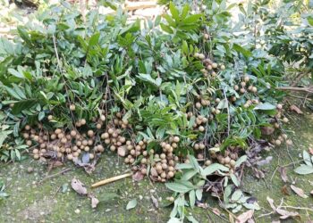 中寮龍眼文化季  8/26盛大開幕