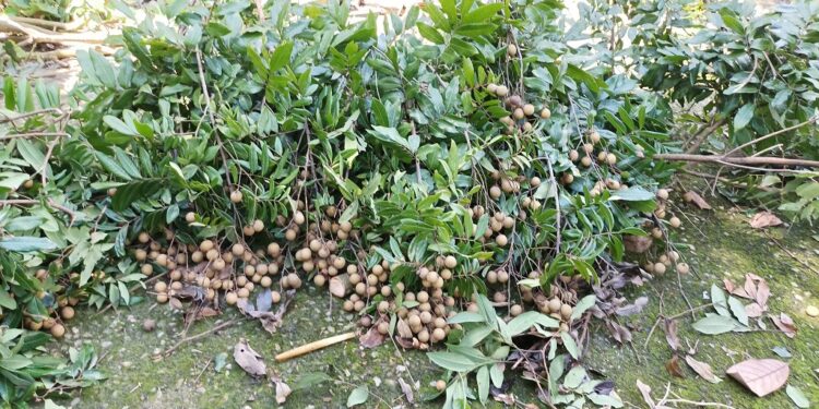 中寮龍眼文化季 8/26盛大開幕 中寮龍眼文化季 8/26盛大開幕