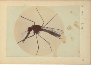 夏日滅孓‧蚊風色變國 家攝影文化中心推出日治時期病媒蚊顯微攝影寫真帖線上展