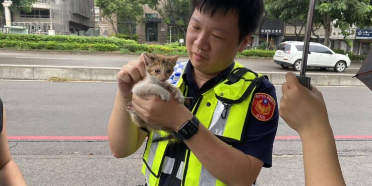「海葵」威力萌貓也認證 中警化身貓爸爸冒雨搶救