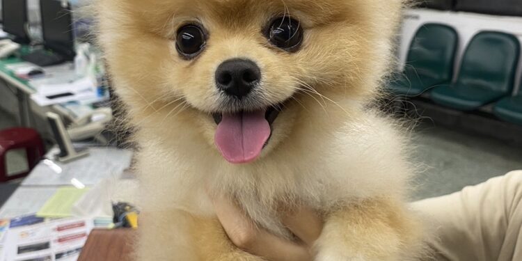 彥霖強強聯手  助毛小孩重回主人懷抱